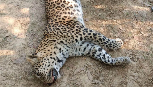 Photo of बेंगलुरु में अवैध रॉक ब्लास्टिंग से चार तेंदुओं की गई जा