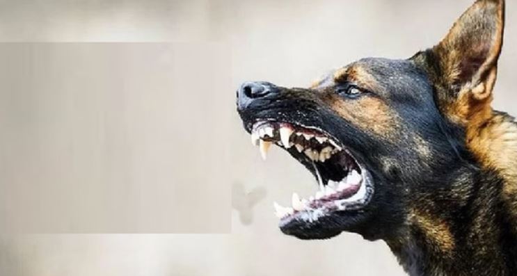 Photo of छत्तीसगढ़: सुकमा में पागल कुत्ते का आतंक, 25 लोगों को काटकर किया घायल