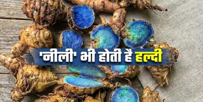 Photo of पीली तो रोज खाते हैं, क्या ‘नीली हल्दी’ के बारे में जानते हैं आप?