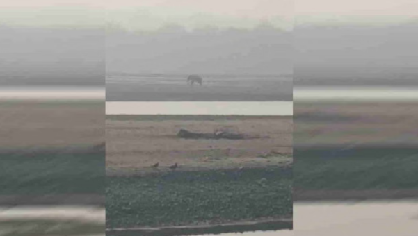 Photo of घायल हाथी की पीड़ा पर संवेदनहीनता भारी, तट पर तड़पता रहा, मदद के लिए लगाता रहा गुहार