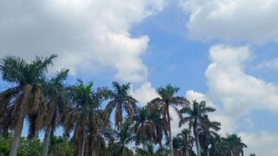 Photo of होली के बाद बढ़ी गर्मी, छत्तीसगढ़ में अगले सात दिन तक तापमान में खास बदलाव नहीं