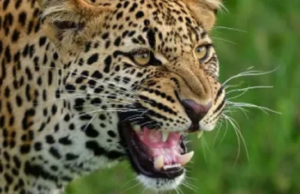 कोटद्वार: भतकोट गांव में घर के आंगन में खेल रही चार साल की बच्ची को गुलदार ने मार डाला