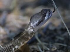 केरल में क्यों बढ़ रहे हैं सांप काटने के मामले? 6 लोगों की मौत