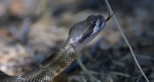 केरल में क्यों बढ़ रहे हैं सांप काटने के मामले? 6 लोगों की मौत