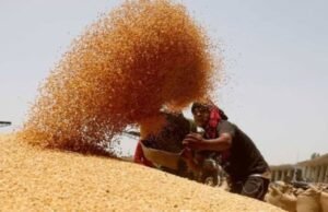 भोपाल समेत चार संभागों में गेहूं खरीदी आज से, BJP नेता करेंगे किसानों का स्वागत