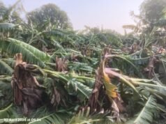 आंधी-तूफान से अयोध्या-सुल्तानपुर में तबाही, केला किसानों की फसल बर्बाद