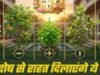 महंगे रत्न नहीं, घर में लगे ये साधारण पौधे दिलाएंगे आपको ग्रह दोष से राहत