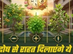महंगे रत्न नहीं, घर में लगे ये साधारण पौधे दिलाएंगे आपको ग्रह दोष से राहत