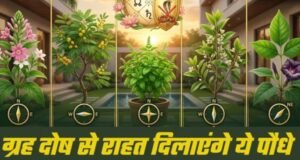 महंगे रत्न नहीं, घर में लगे ये साधारण पौधे दिलाएंगे आपको ग्रह दोष से राहत