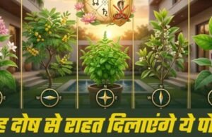 महंगे रत्न नहीं, घर में लगे ये साधारण पौधे दिलाएंगे आपको ग्रह दोष से राहत