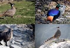 चोपता में पक्षियों के बच्चे पैदा करने पर संकट !
