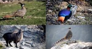 चोपता में पक्षियों के बच्चे पैदा करने पर संकट !