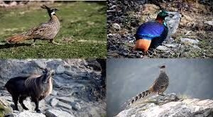 चोपता में पक्षियों के बच्चे पैदा करने पर संकट !