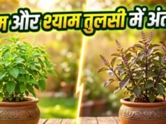 राम और श्याम तुलसी में क्या है फर्क? पता करें सही दिशा और जरूरी नियम