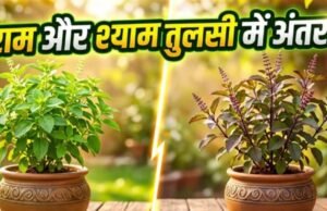 राम और श्याम तुलसी में क्या है फर्क? पता करें सही दिशा और जरूरी नियम