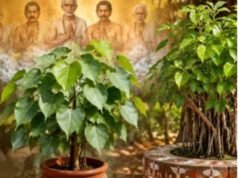 पितरों की शांति करने के लिए हरियाली अमावस्या पर लगाएं ये पौधे