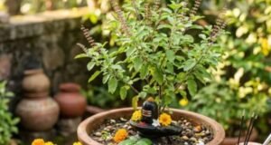 तुलसी के गमले में शिवलिंग रखना सही या गलत? शिव पुराण में लिखा है इसका उत्तर