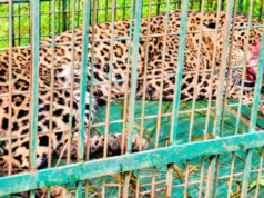 मुरादाबाद: महिला पर हमले के 36 घंटे बाद कांठ में तेंदुआ कैद, कराया गया मेडिकल
