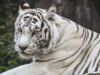 उत्तराखंड: 556 किमी दूर से देहरादून पहुंचा नीली आंखों वाला सफेद बाघ