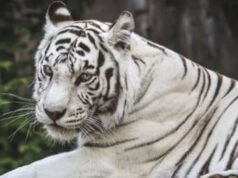 उत्तराखंड: 556 किमी दूर से देहरादून पहुंचा नीली आंखों वाला सफेद बाघ