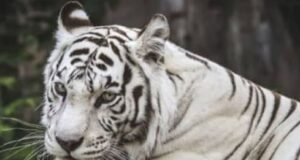 उत्तराखंड: 556 किमी दूर से देहरादून पहुंचा नीली आंखों वाला सफेद बाघ