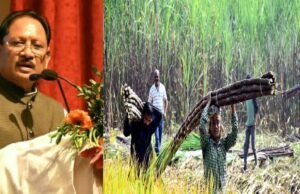 छत्तीसगढ़ के चारों शक्कर कारखानों के 31 हजार से ज्यादा किसानों को मिलेगा 51 करोड़ का बोनस
